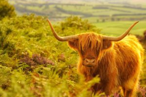 Highland Cow